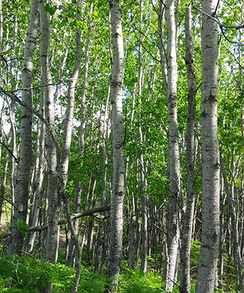 poplar forest, aspen trees ready to sell to timber buyer