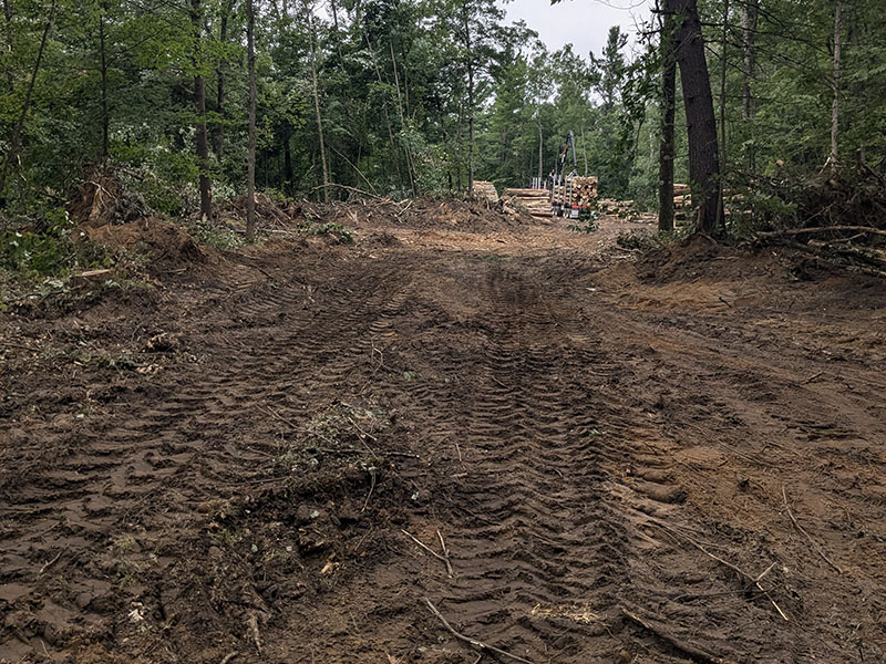 clearcut area in forest