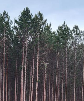 red pine forest with standing timber