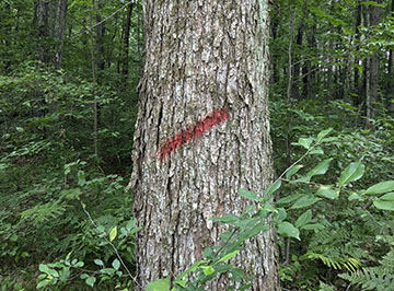 standing hardwood timber tree marked with red spray paint indicating a select cut needed for larger tree