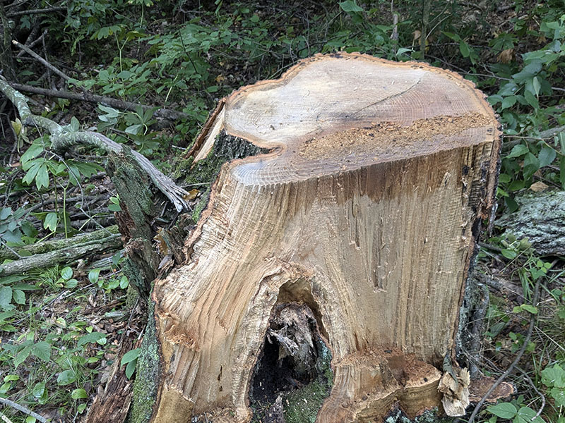 stump left behind from fresh select harvesting cut