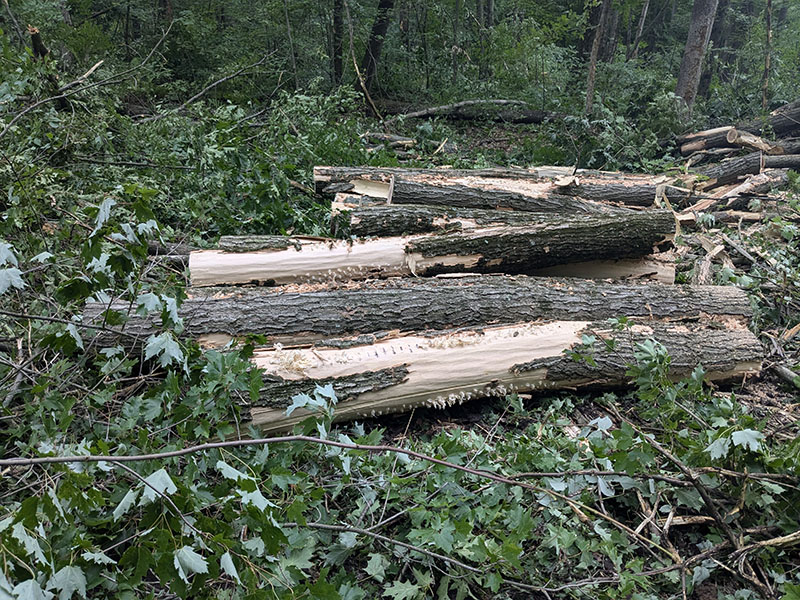 pile of 8 foot hardwood logs freshly processed for timber harvesting