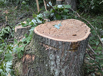 stump left from freshly processed hardwood timber