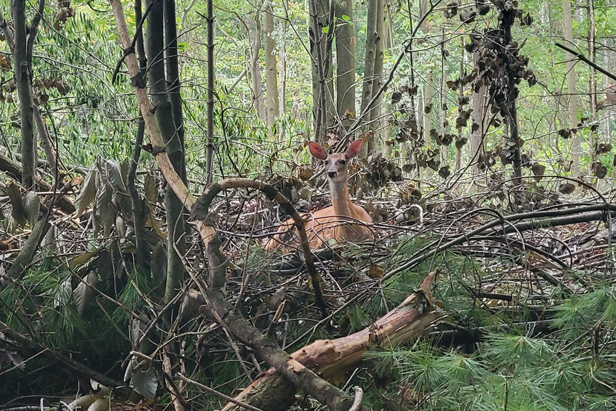 deer in woods near where standing timber has been processed for harvesting