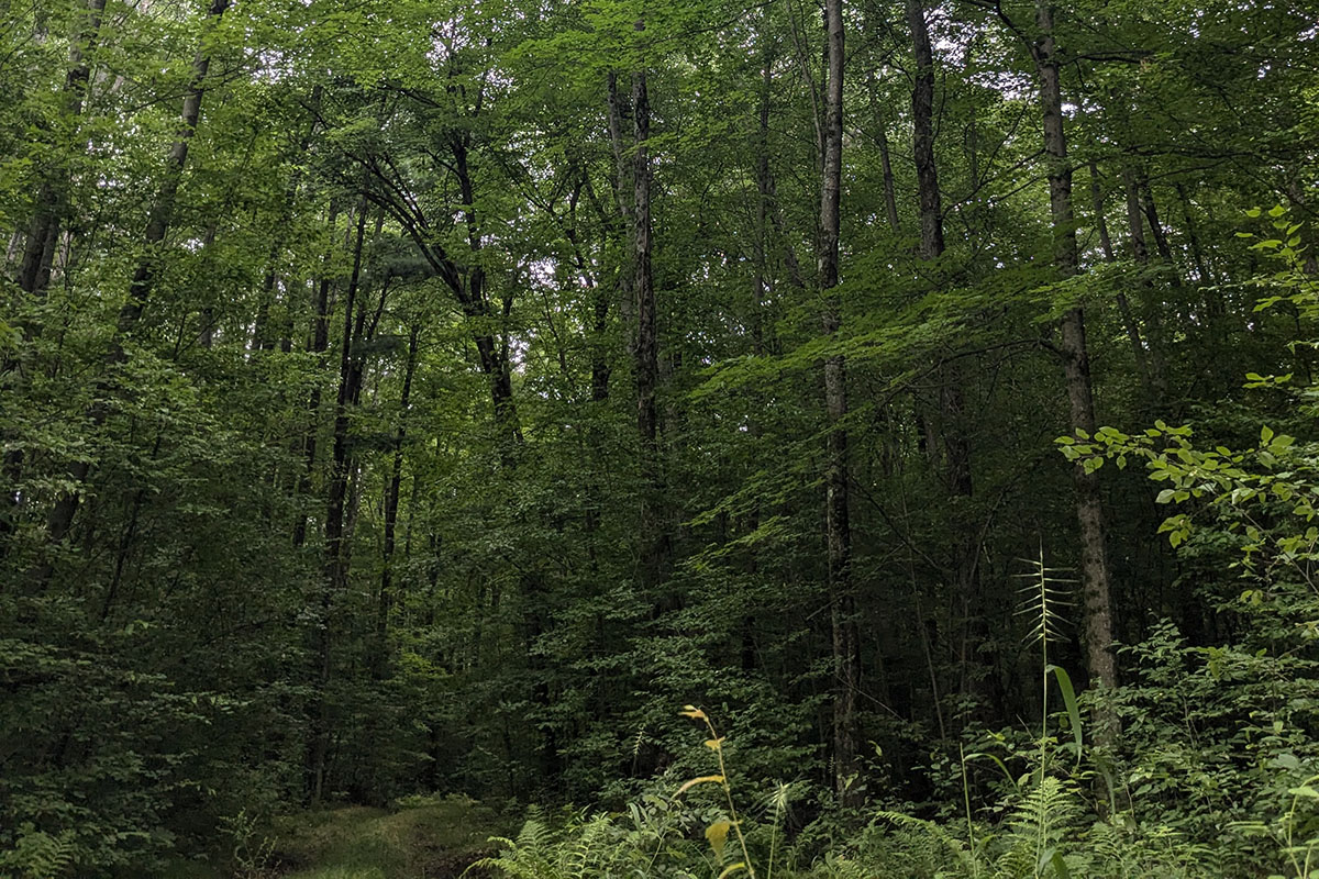 Dense forest, dark with mature trees ready to harvest