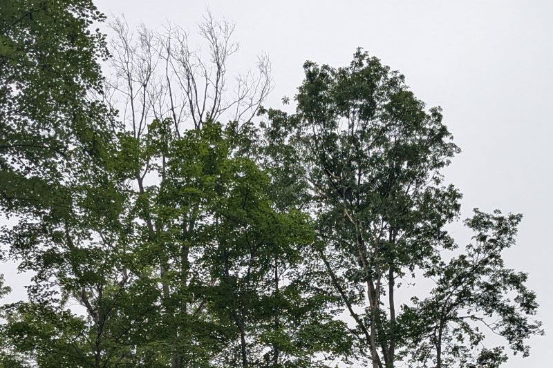 tree affected with oak wilt next to healthy oak tree