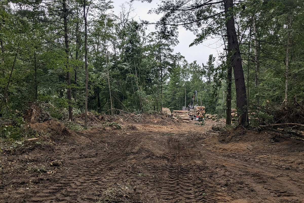 trailway through the woods with large forestry equipment tracks