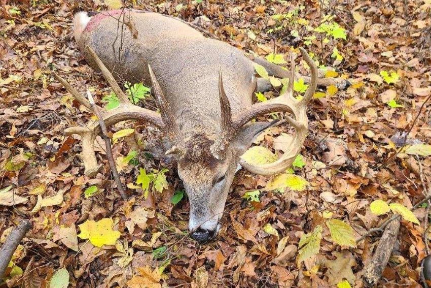 big buck whitetail deer after hunt in michigan food plot