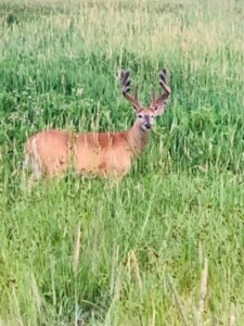 deer with velvet antlers standing in food plot