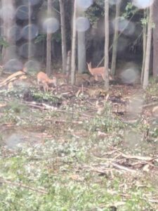 deer standing among tree tops and limbs on forested land